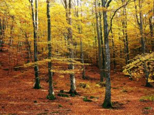 A forest of beech trees in autumn with yellow leaves