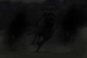 It's dark, and in the shadows, 3 mastiff dogs are running toward the camera. They blend into the shadows, only the center one having visible traits. The other 2 are just shadowy outlines.