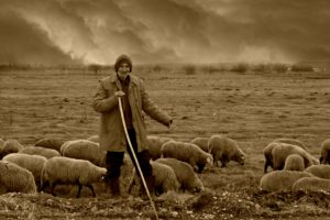 A sepia photo of an older man in a heavy coat and stocking cap holding a staff with a flock of sheep in a field
