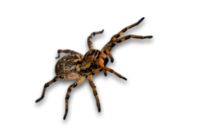 A black and brown hairy tarantula