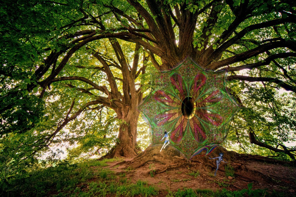 A large tree in a forest with an oval hole. From the hole comes a kaleidoscopic red and green flower pattern, and two tiny blue humanoid creatures are running from the tree.