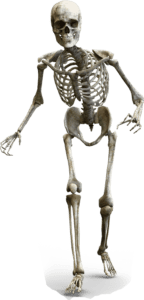 A human skeleton walking toward the camera