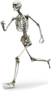 human skeleton running to the left