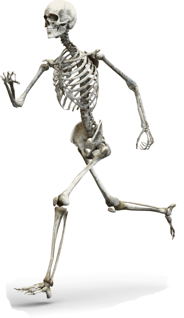 human skeleton running to the left