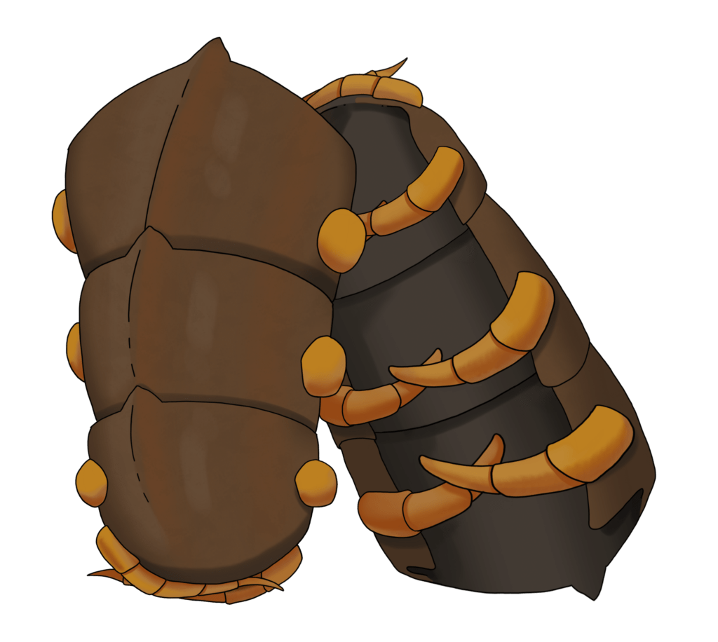 brown bracers, made from a giant centipede exoskeleton, attach to a limb with leg-like clips