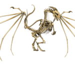dragon skeleton
