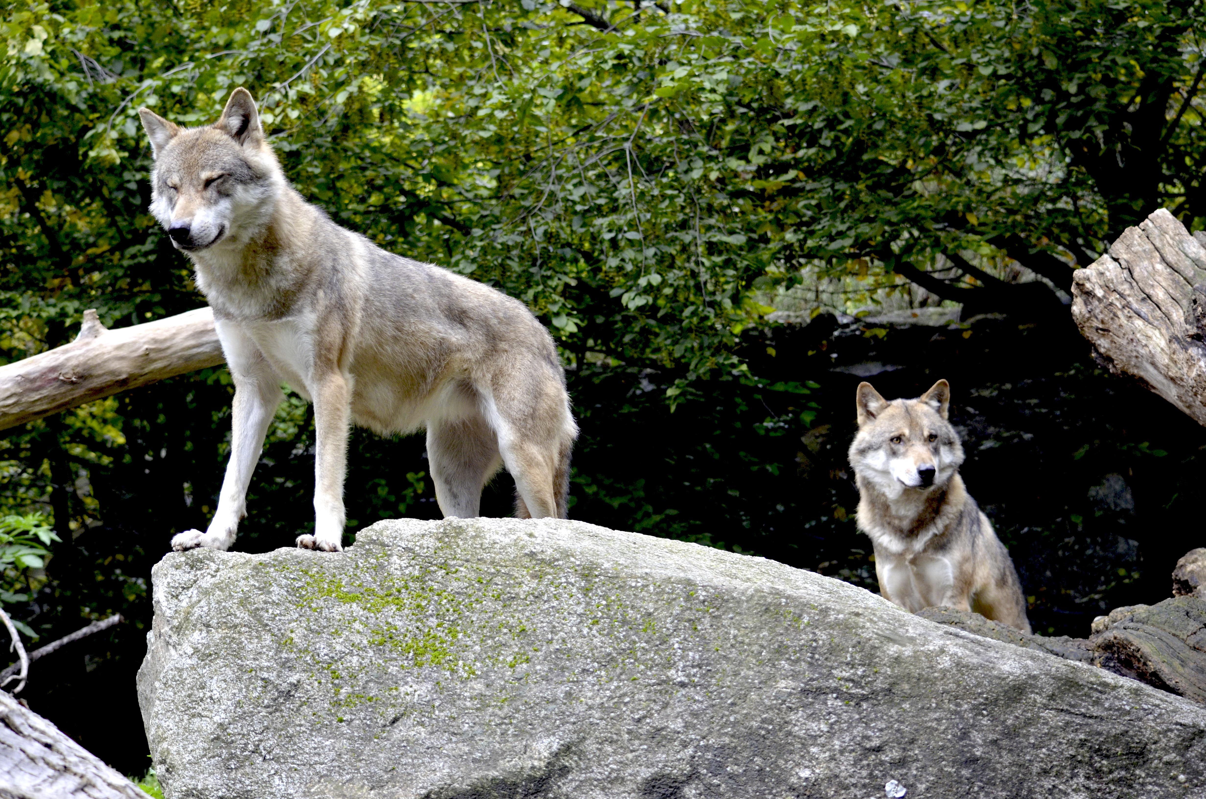 Wolves atop a rock