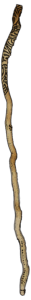 a long irregular stick with black pattern at the top