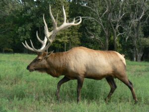 bull elk in forest