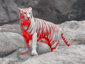 A white tiger with red stripes