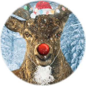 Red-nosed reindeer bust wearing small Santa hat, tied-on beard, and some colored lights across the top of the image