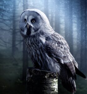 Gray Owl Perched on a Tree Stamp