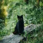 black cat, outdoors