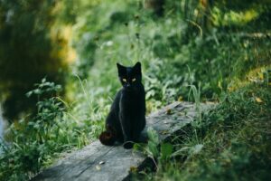 black cat, outdoors