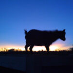 silhouette of goat at sunset