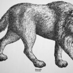 Reconstruction of Canis dirus (dire wolf) (Pleistocene, North America) by James St. John