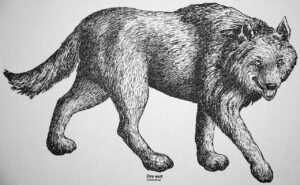 Reconstruction of Canis dirus (dire wolf) (Pleistocene, North America) by James St. John