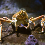 giant spider crab