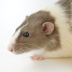 white and brown hamster on white surface