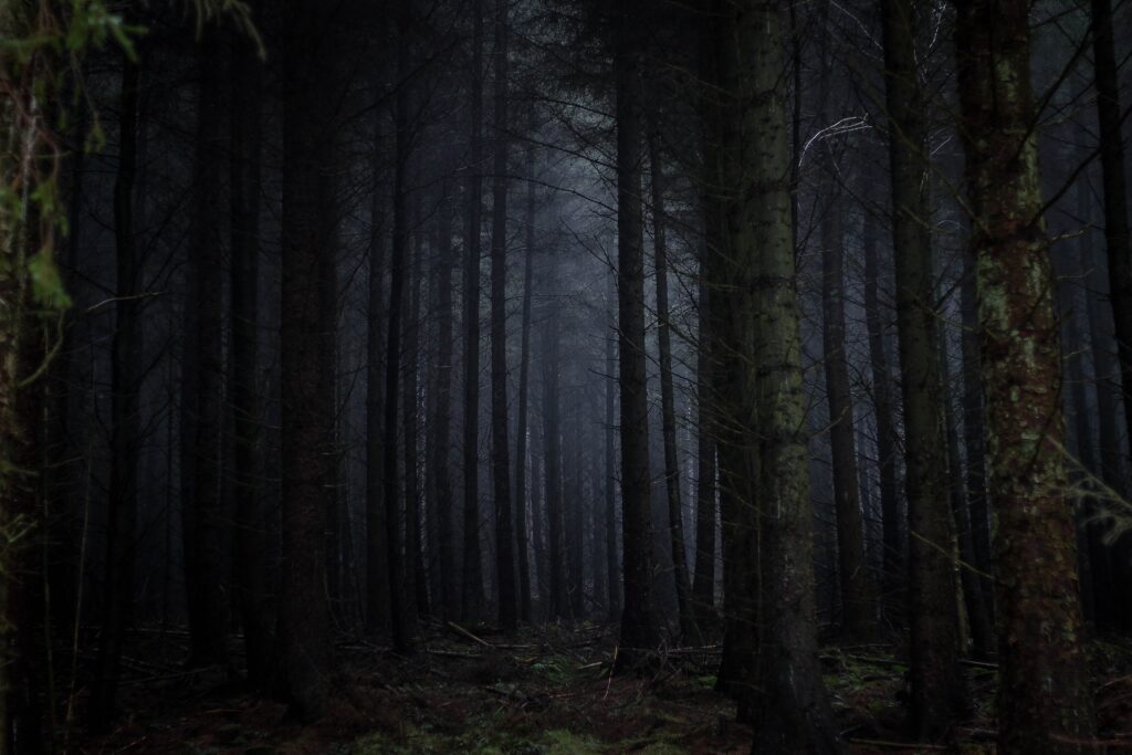 dark woods