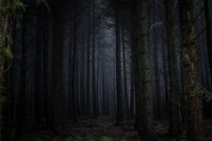 dark woods