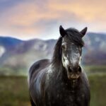 black & white dappled horse