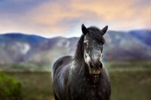 black & white dappled horse