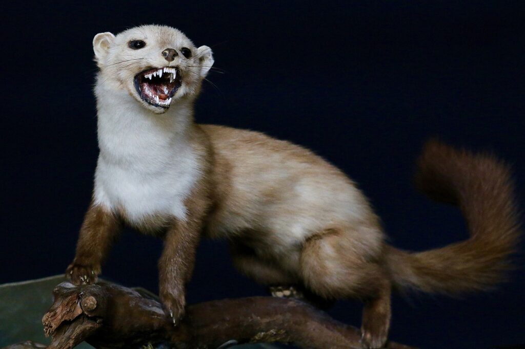 weasel with bared teeth