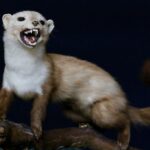 weasel with bared teeth