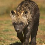 spotted hyena approaching
