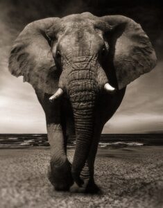 elephant, black-and-white