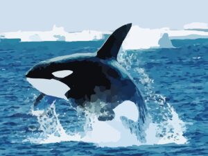orca jumping in water