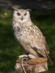 owl on post