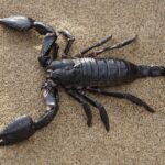 black scorpion in sand