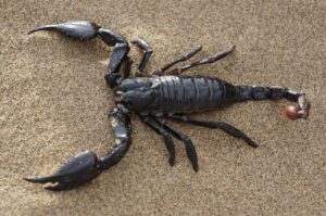 black scorpion in sand