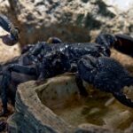 black scorpion in rocks