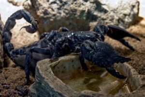 black scorpion in rocks