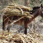 Mule bringing cut sugar cane to the mill