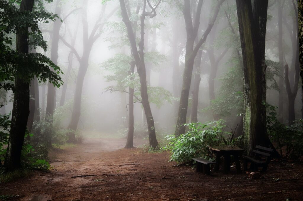 foggy forest