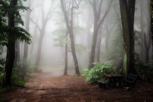 foggy forest