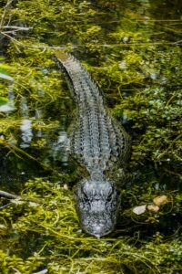Shallow Focus Photo Of Crocodile On Body Of Water