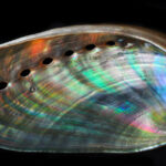 The Rainbow Inside an Abalone Shell