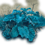 turquoise burdock plant