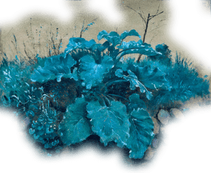 turquoise burdock plant