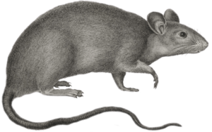 a gray rat