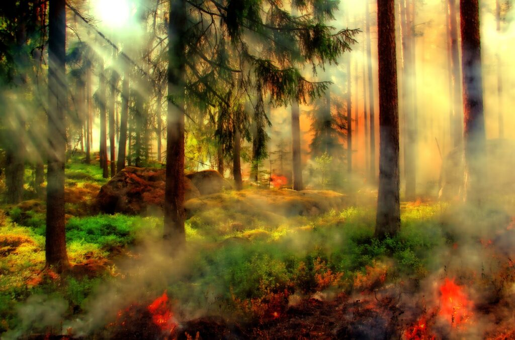 a pine forest with smoke and small fires