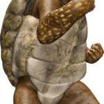 humanoid turtle